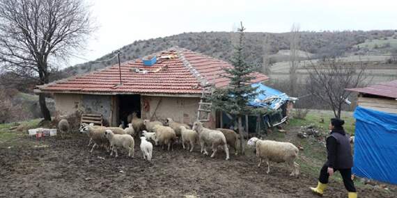 Şehirden sıkıldı köye kaçtı: 85 hayvanıyla ekonomiye katkı sağlıyor