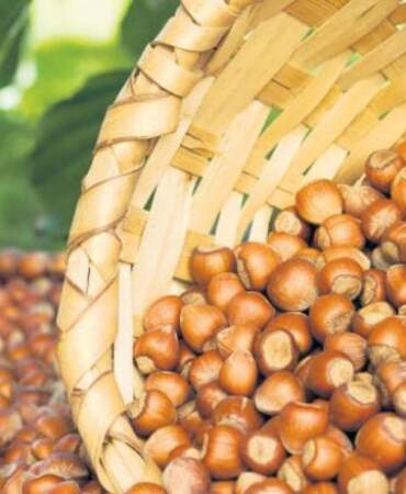 2026-2027 tahmini fındık rekoltesi açıklandı