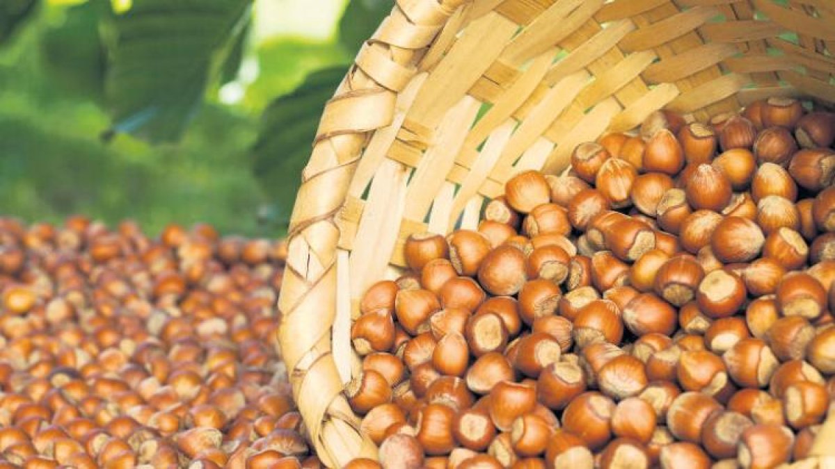 2026-2027 tahmini fındık rekoltesi açıklandı