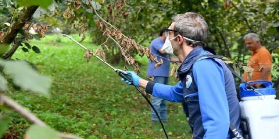 Karadeniz üç istilacı türle boğuşuyor! Tarım büyük tehdit altında