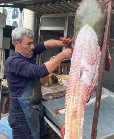 Osmaniye’de tutuldu 2 metrelik boyuyla şaşırttı! Vatandaşın ilgi odağı oldu
