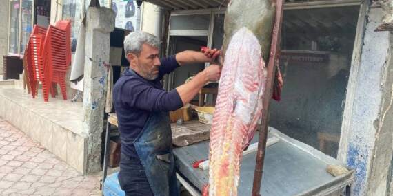 Osmaniye’de tutuldu 2 metrelik boyuyla şaşırttı! Vatandaşın ilgi odağı oldu