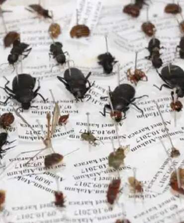 Türkiye’de adli entomoloji: Böcekler cinayetleri aydınlatıyor