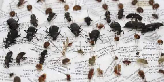Türkiye’de adli entomoloji: Böcekler cinayetleri aydınlatıyor