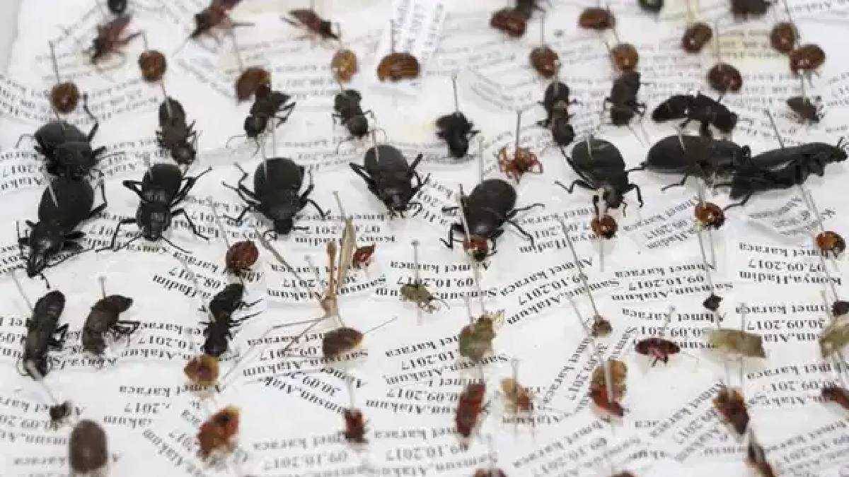 Türkiye’de adli entomoloji: Böcekler cinayetleri aydınlatıyor