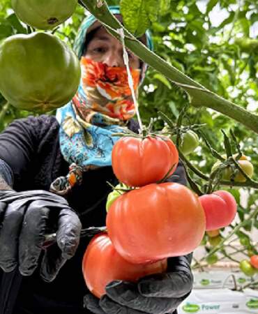 Güneş enerjisi destekli topraksız üretim: Yılda 600 tonu buluyor