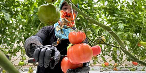Güneş enerjisi destekli topraksız üretim: Yılda 600 tonu buluyor
