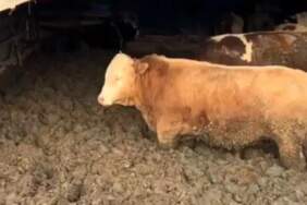 Kurban Bayramı öncesi şoke eden görüntüler: Hayvanları kilo alsınlar diye çamura sapladılar