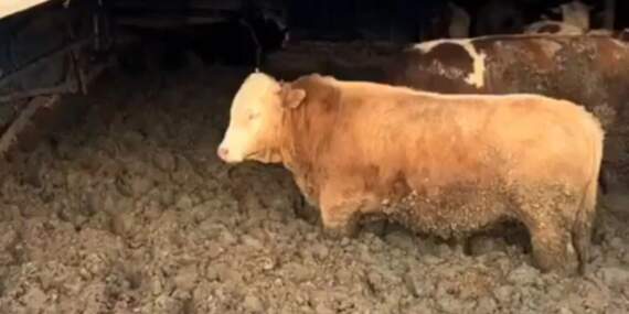 Kurban Bayramı öncesi şoke eden görüntüler: Hayvanları kilo alsınlar diye çamura sapladılar