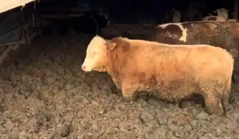 Kurban Bayramı öncesi şoke eden görüntüler: Hayvanları kilo alsınlar diye çamura sapladılar