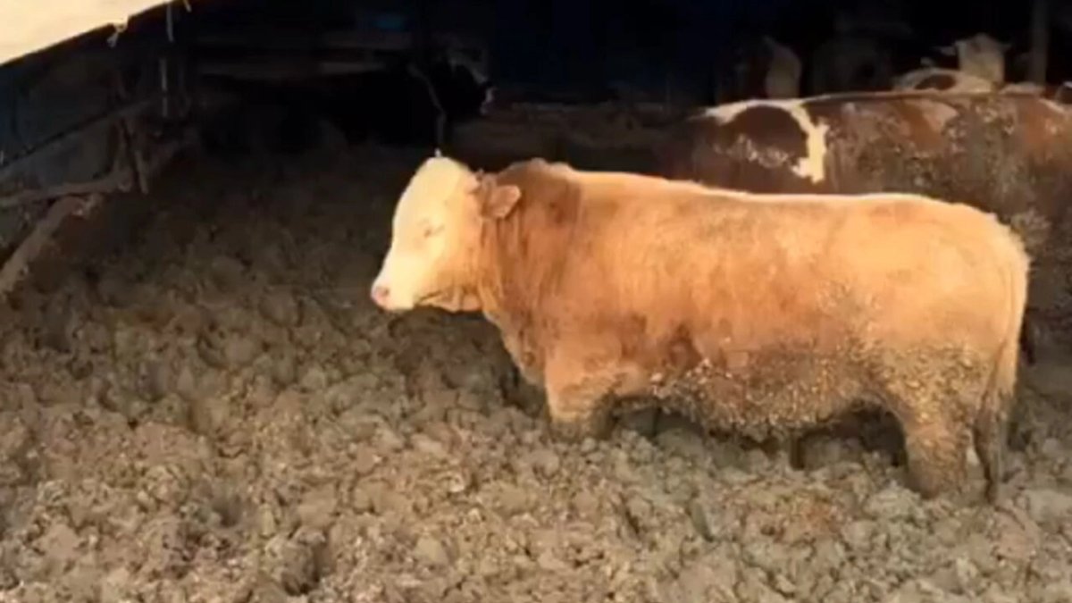 Kurban Bayramı öncesi şoke eden görüntüler: Hayvanları kilo alsınlar diye çamura sapladılar
