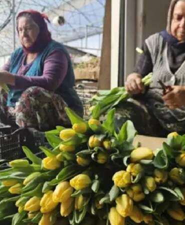 Türkiye’de tek! 2 özel gün için suda üretiliyor: Yıllık üretim 500.000’i buluyor