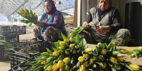 Türkiye’de tek! 2 özel gün için suda üretiliyor: Yıllık üretim 500.000’i buluyor