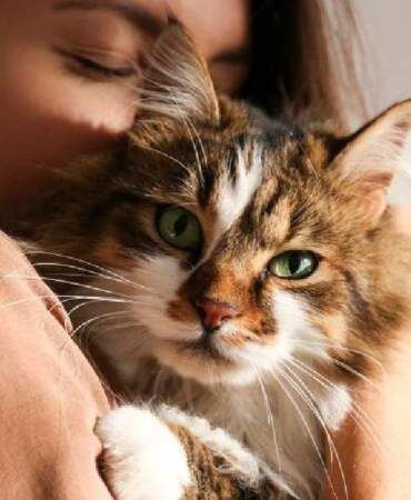 Kedi sahiplerini üzecek araştırma: Kediniz size gerçekten bağlı mı yoksa çıkar mı söz konusu?