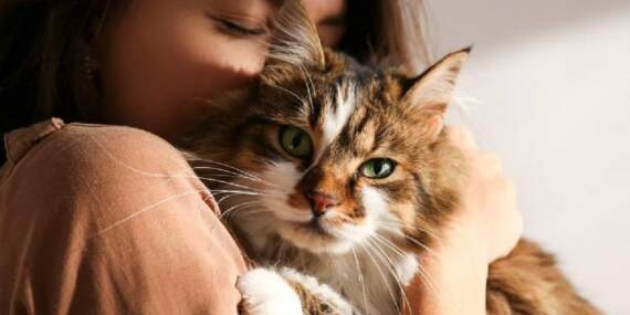 Kedi sahiplerini üzecek araştırma: Kediniz size gerçekten bağlı mı yoksa çıkar mı söz konusu?