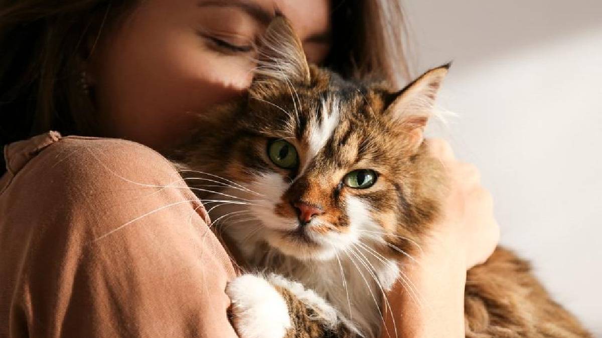 Kedi sahiplerini üzecek araştırma: Kediniz size gerçekten bağlı mı yoksa çıkar mı söz konusu?