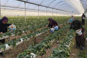 Tek bir bölgede 50.000 ton üretiliyor: Bu sezon kilosu 160 TL’den satışta
