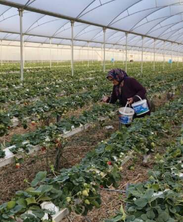 Tek bir bölgede 50.000 ton üretiliyor: Bu sezon kilosu 160 TL’den satışta