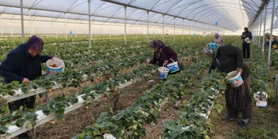 Tek bir bölgede 50.000 ton üretiliyor: Bu sezon kilosu 160 TL’den satışta