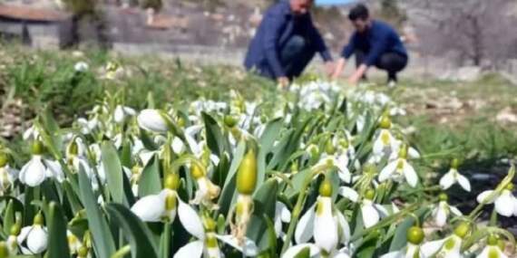 Toros Dağları’ndan Avrupa pazarına yolculuk yapıyor: Bakanlık izni dışında toplanması yasak!