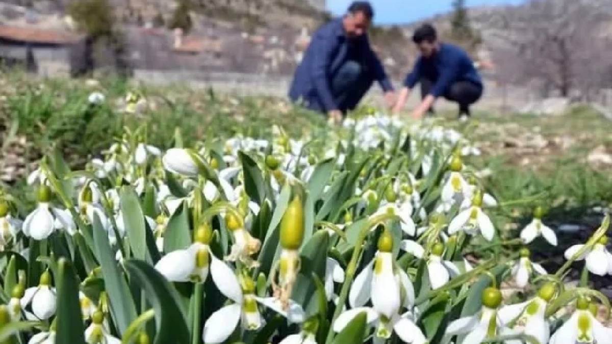 Toros Dağları’ndan Avrupa pazarına yolculuk yapıyor: Bakanlık izni dışında toplanması yasak!