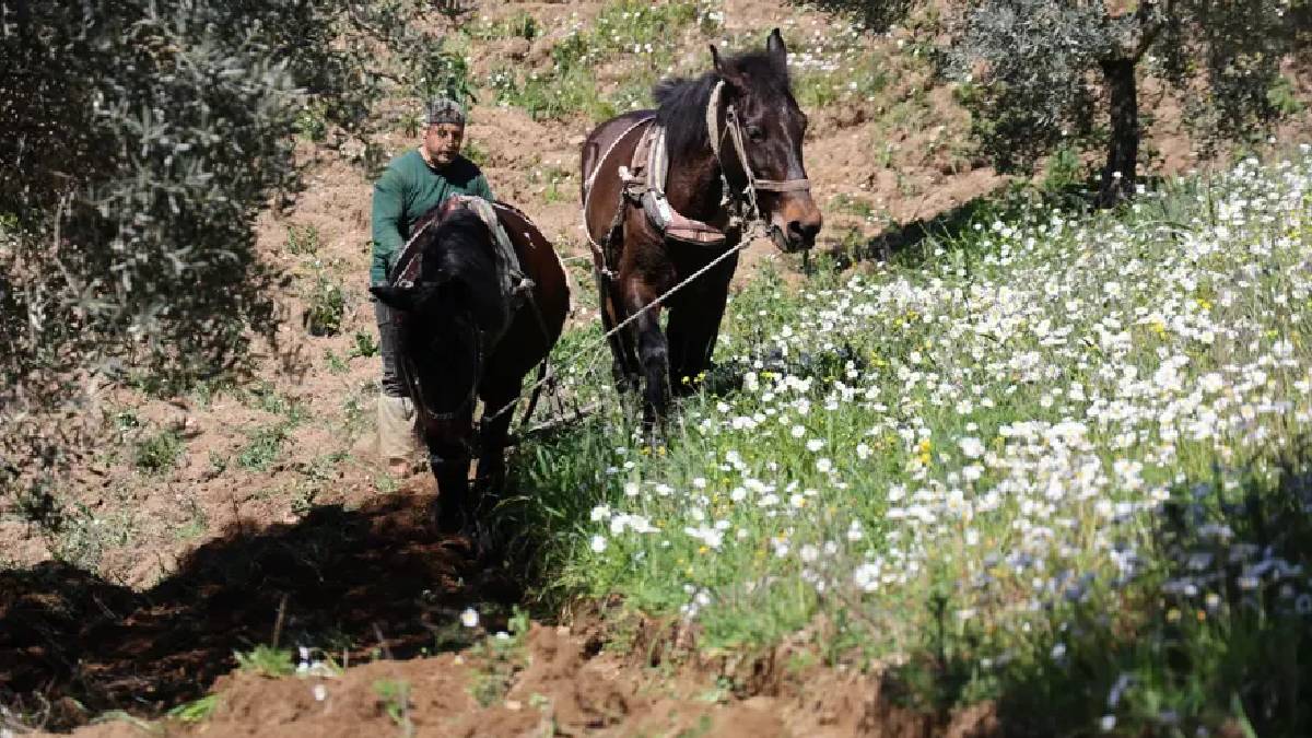 İlkel yöntemlerle Ramazan’ın en zorlu mesaisi: Ayda 180.000 TL getirisi oluyor