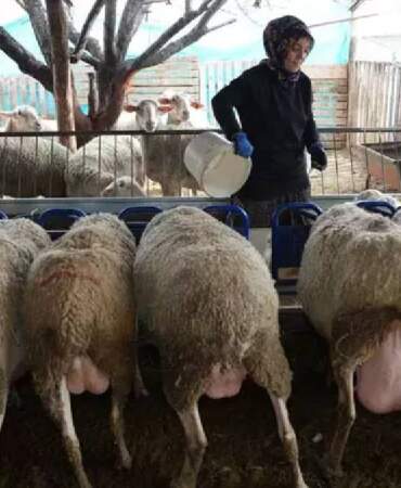 3 koyunla başlayan üretim serüveni: Süt ürünleri üretimi ve arıcılığı da el attı