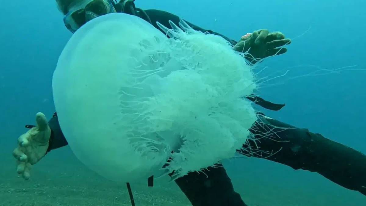 Antalya’da dev denizanaları ortaya çıktı: En büyüğü 10 kiloya ulaşıyor