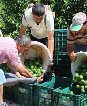 Türkiye’de toplanıyor, Rusya ve Orta Doğuya gönderiliyor! Hasadı tamamlanmak üzere, kilosu 35 TL’den satılıyor!