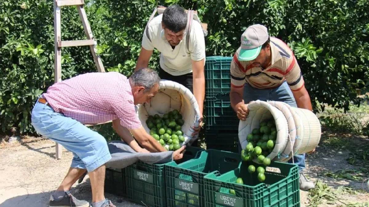 Türkiye’de toplanıyor, Rusya ve Orta Doğuya gönderiliyor! Hasadı tamamlanmak üzere, kilosu 35 TL’den satılıyor!