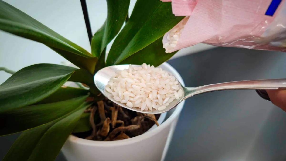 Orkideleriniz coştukça coşacak! Sadece suyuna ekleyen sonuca bayılacak