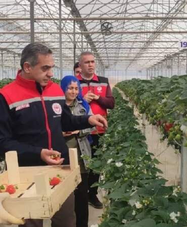 Türkiye’de üretimde ikinci sırada yer alıyor! Aydın’da hasadı başladı: Yazın en sevileni tezgahları süsleyecek