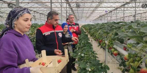 Türkiye’de üretimde ikinci sırada yer alıyor! Aydın’da hasadı başladı: Yazın en sevileni tezgahları süsleyecek