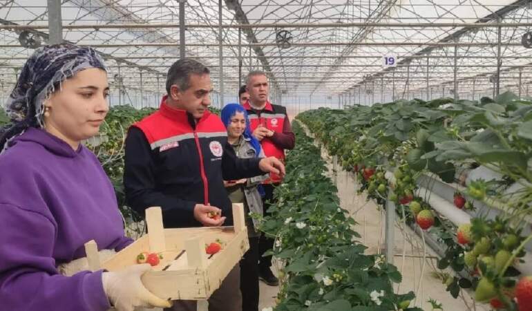 Türkiye’de üretimde ikinci sırada yer alıyor! Aydın’da hasadı başladı: Yazın en sevileni tezgahları süsleyecek
