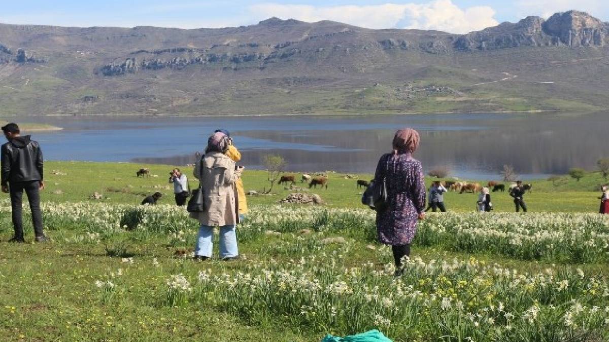 Sadece 2 hafta hayatta kalabiliyor: Görmek için binlerce kişi akın ediyor