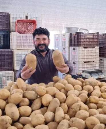 Bir tanesi 850 gram geliyor, 4 kişilik aileyi doyuruyor: Pazarın yeni gözdesi oldu