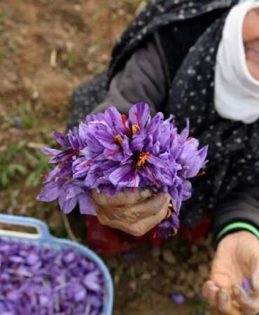 Safranda fiyat rekor kırdı: 3 kilosu bir daire değerinde