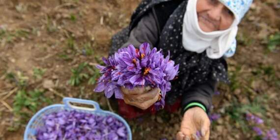 Safranda fiyat rekor kırdı: 3 kilosu bir daire değerinde