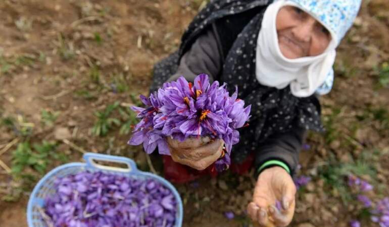 Safranda fiyat rekor kırdı: 3 kilosu bir daire değerinde