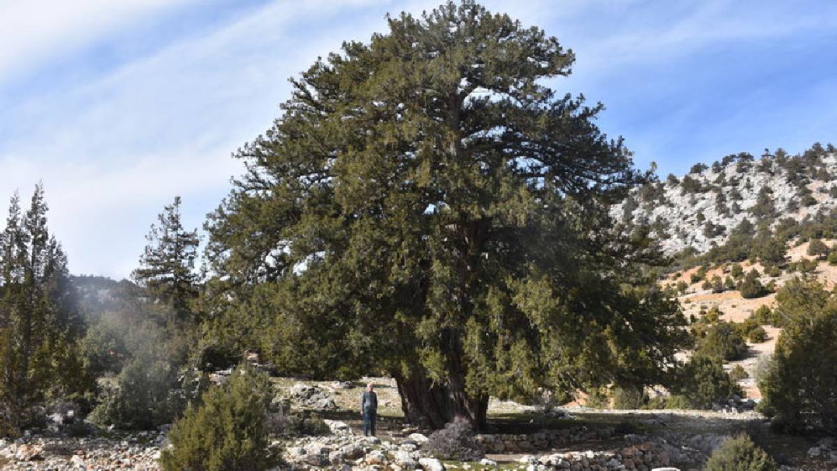 Neredeyse 2 bin yıldır dimdik ayakta duruyor! Türkiye’nin en yaşlıları arasında…