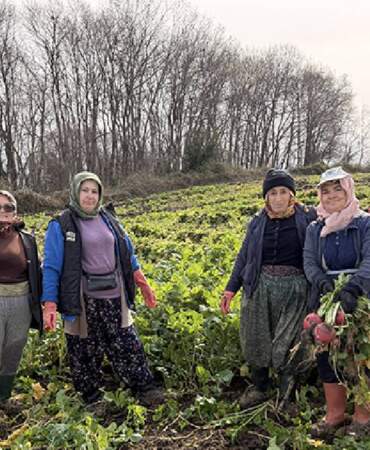 Herkes onu ’Bedeş Turpu’ olarak biliyor, hasadı sürüyor! Kan şekerini dengelemek isteyen tüketiyor