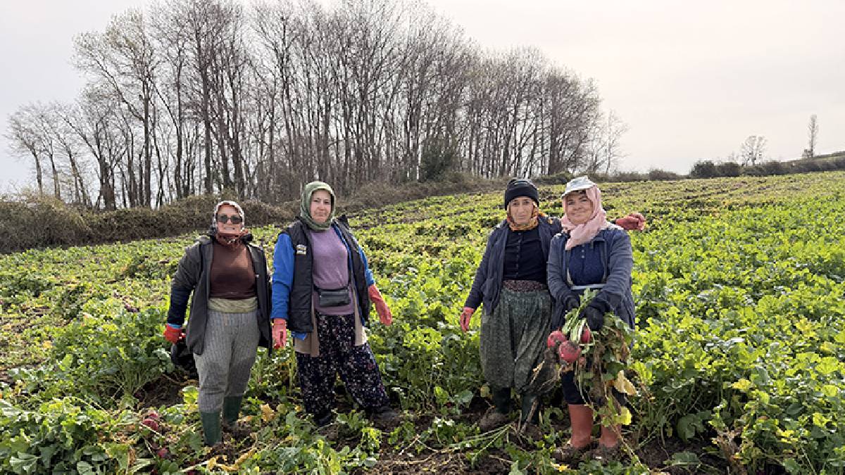Herkes onu ’Bedeş Turpu’ olarak biliyor, hasadı sürüyor! Kan şekerini dengelemek isteyen tüketiyor