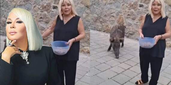 Safiye Soyman ne kedi besledi ne de köpek! Kapısına gelen domuzu elleriyle besledi