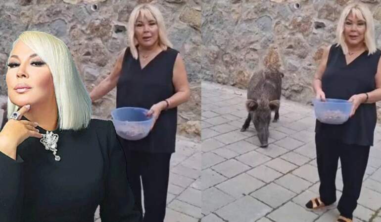 Safiye Soyman ne kedi besledi ne de köpek! Kapısına gelen domuzu elleriyle besledi