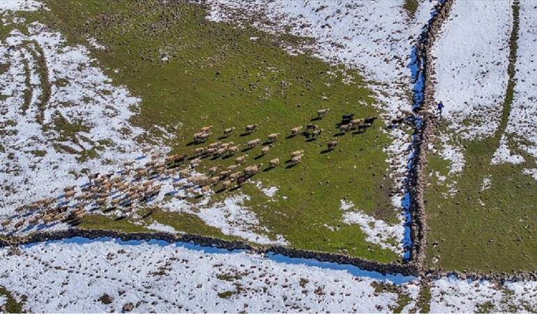 Yağışlar geldi, otlar yeşerdi, su kaynakları doldu: Besiciler yağış sevinci yaşıyor