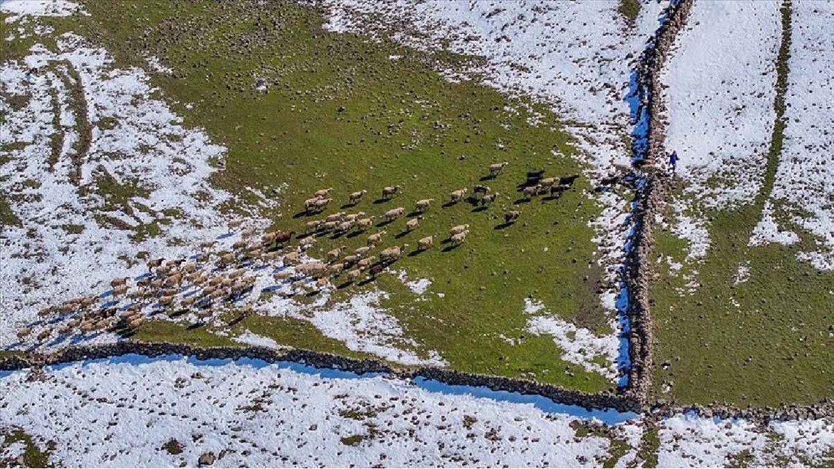 Yağışlar geldi, otlar yeşerdi, su kaynakları doldu: Besiciler yağış sevinci yaşıyor