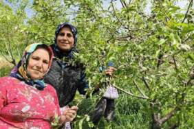Turfanda çağla hasadı erkenden başladı: Kilosu 150 TL!