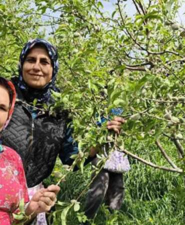 Turfanda çağla hasadı erkenden başladı: Kilosu 150 TL!