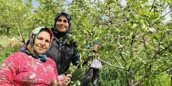 Turfanda çağla hasadı erkenden başladı: Kilosu 150 TL!