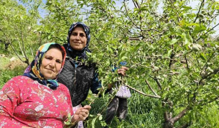 Turfanda çağla hasadı erkenden başladı: Kilosu 150 TL!